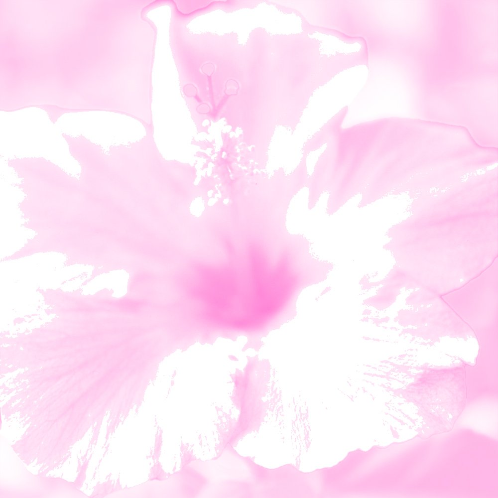 hibiscus pink top edit.jpg
